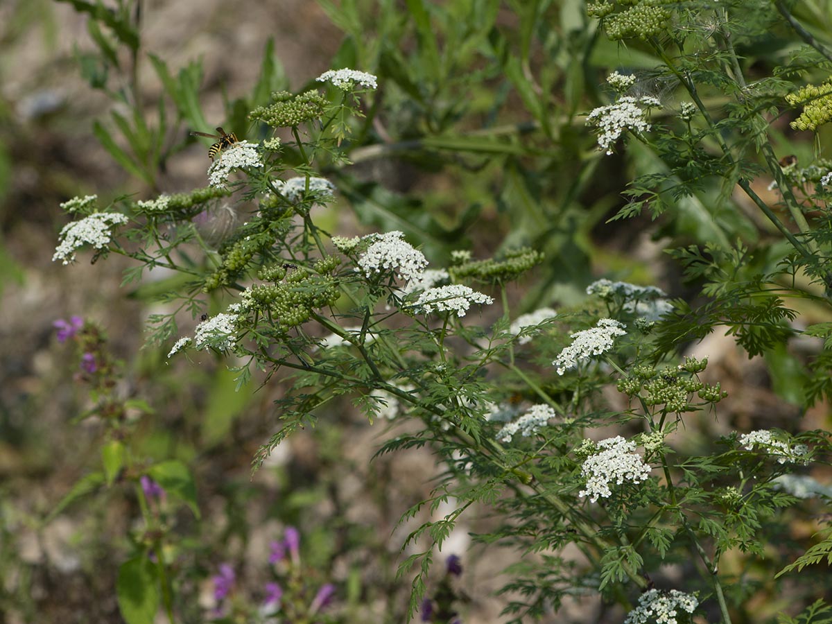 Aethusa cynapium